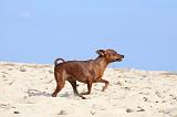 PINSCHER NAIN 071